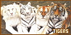tigers fanlisting code